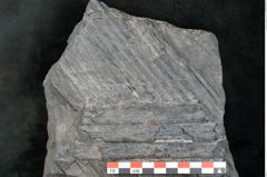 Foto (Detailansicht) von Sigillaria elongata Brongniart (NHMW-GEO-2024-0188-11073)